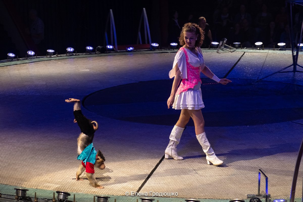 Дрессировщица обезьян Ирина Панкина со своими питомцами в программе Казансокго цирка "На счастье!" (лето 2024). Фото Елены Гредюшко