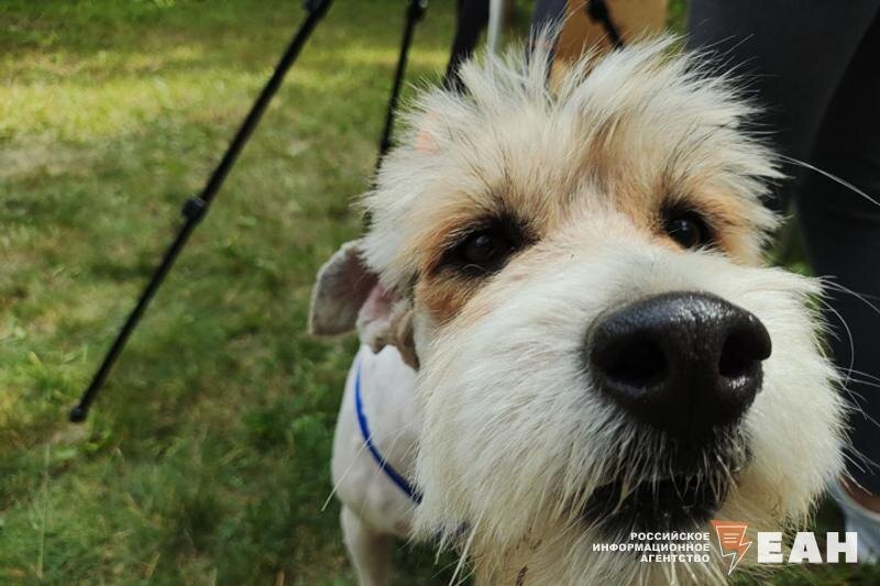    ЕАН / В Орске заключен договор на отлов бесхозяйных собак