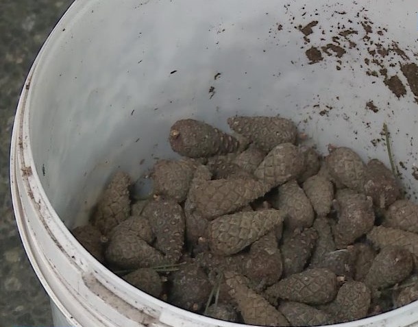    Фото: ГТРК Карелия