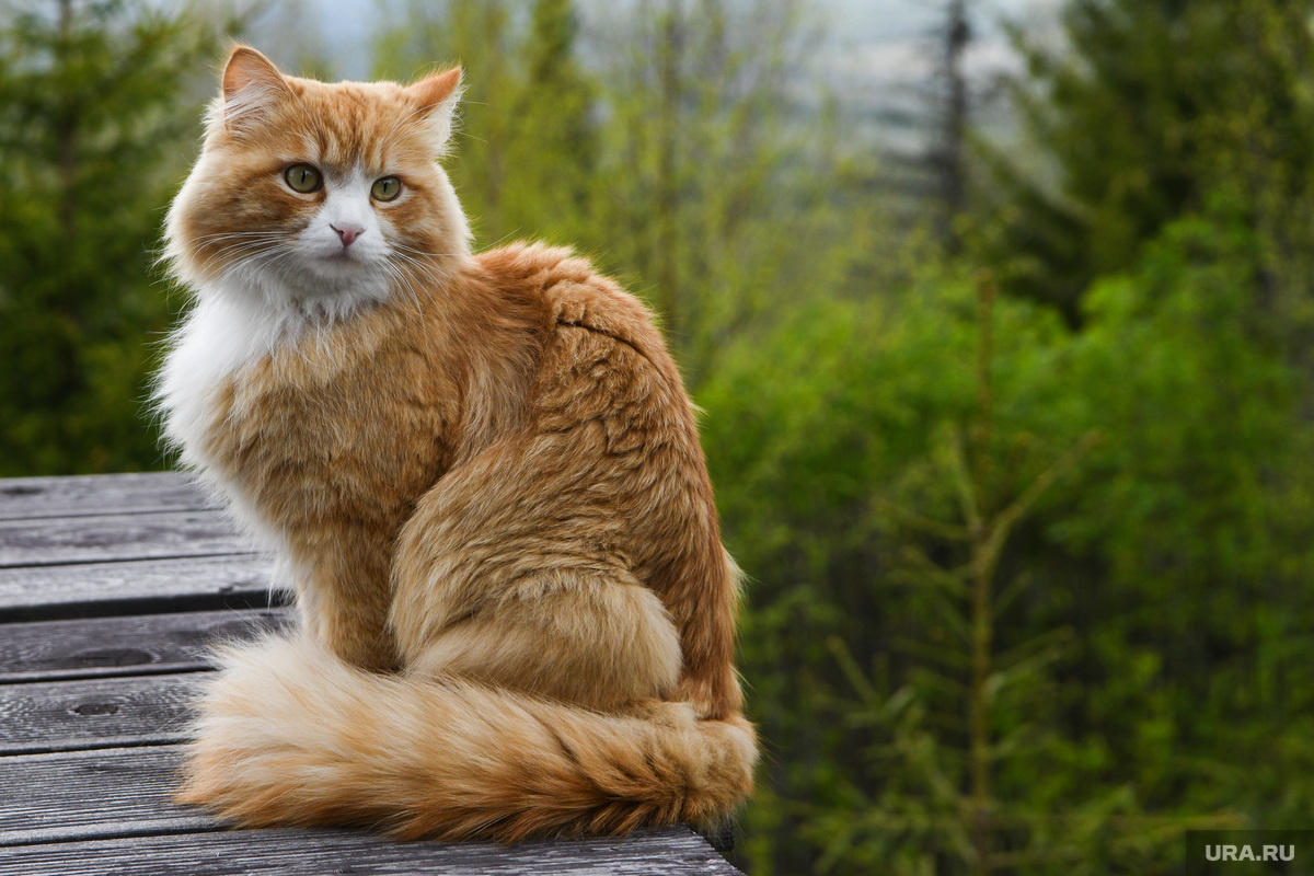 Оказалось, что из поезда кота вынесла не проводница (архивное фото). Фото: Владимир Жабриков © URA.RU