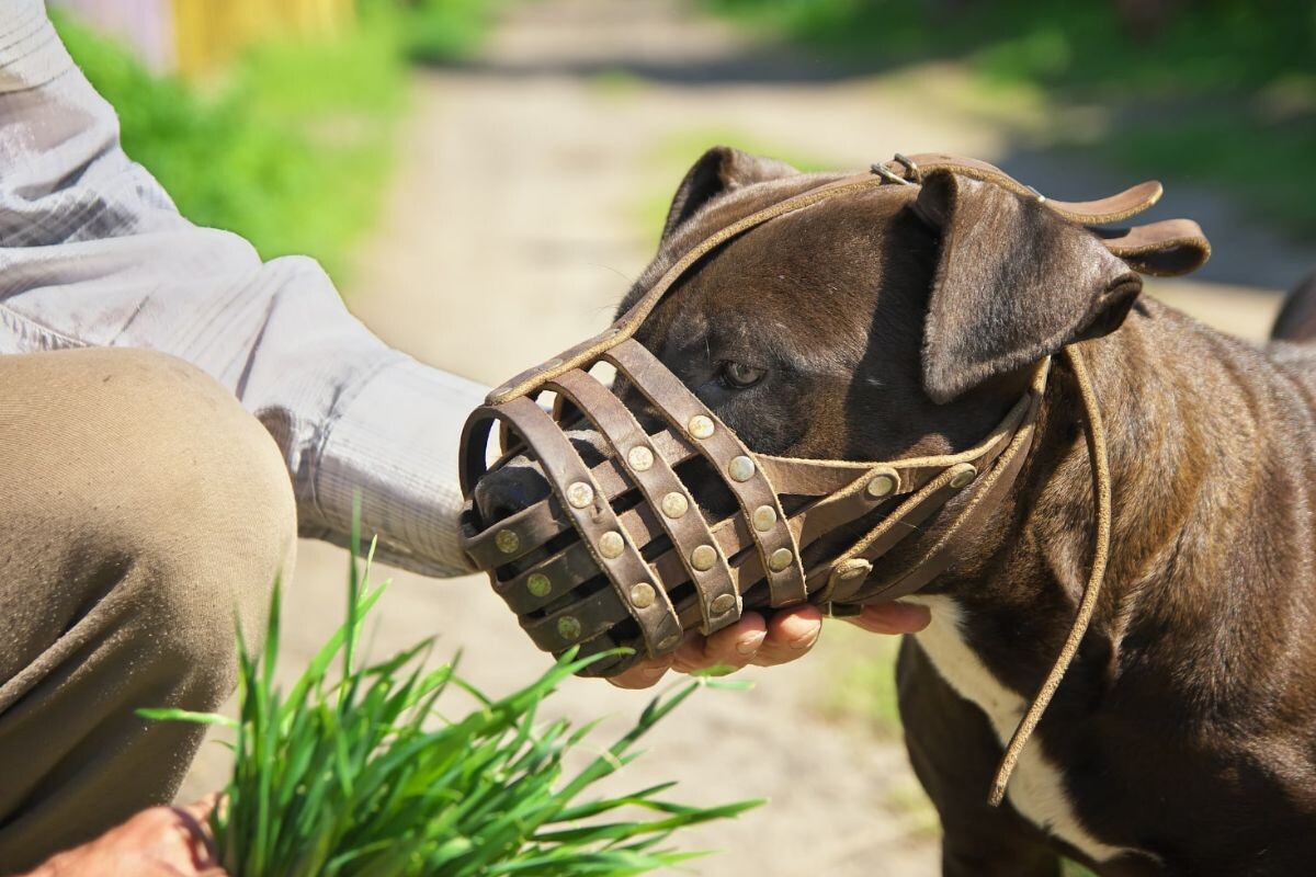 Как приучить собаку к наморднику