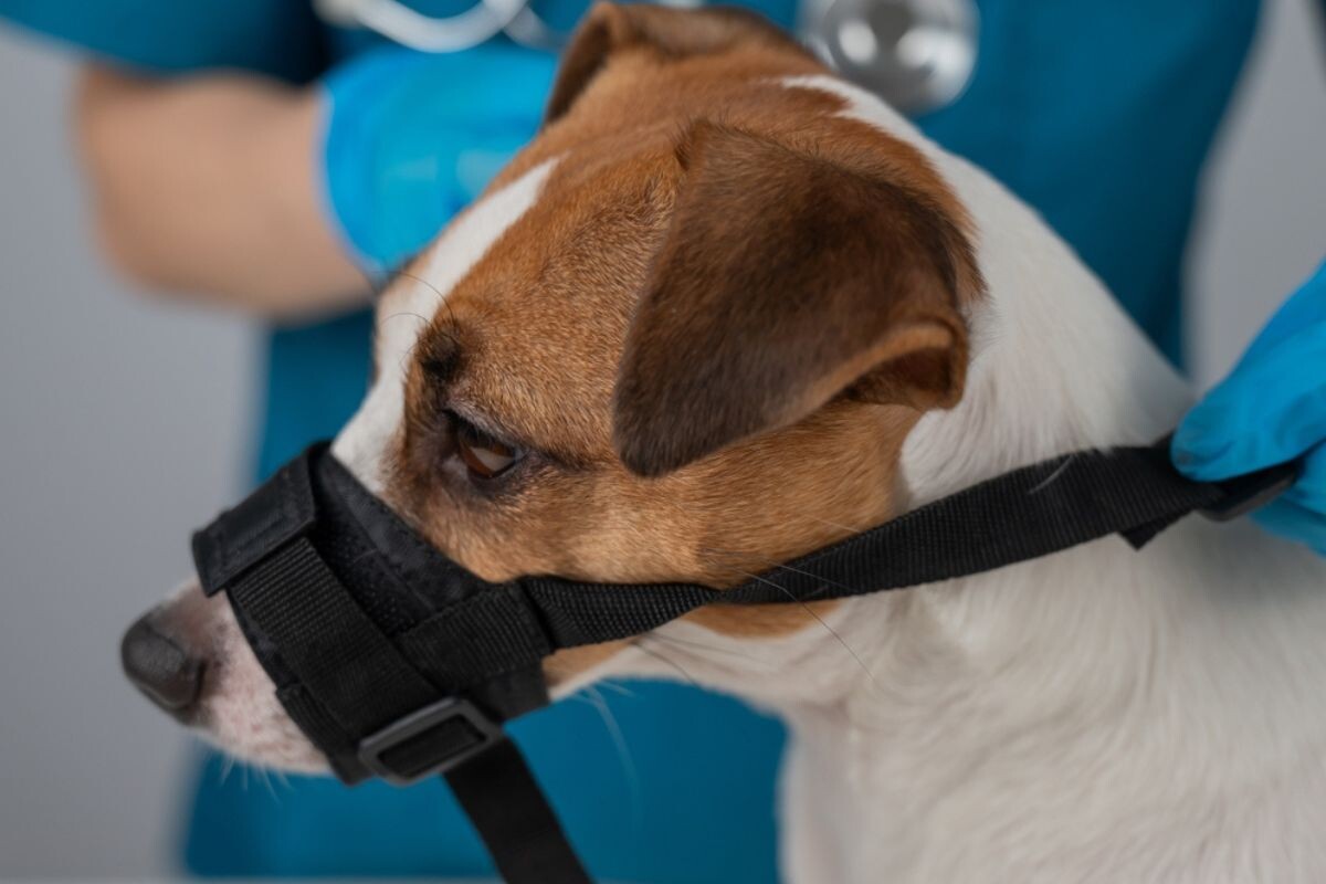 Собака в наморднике у ветеринара 