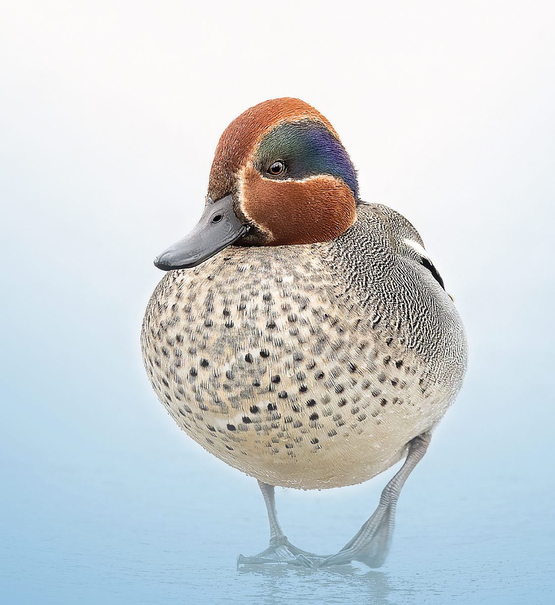 Чирок-свистунок на хрустальном льду