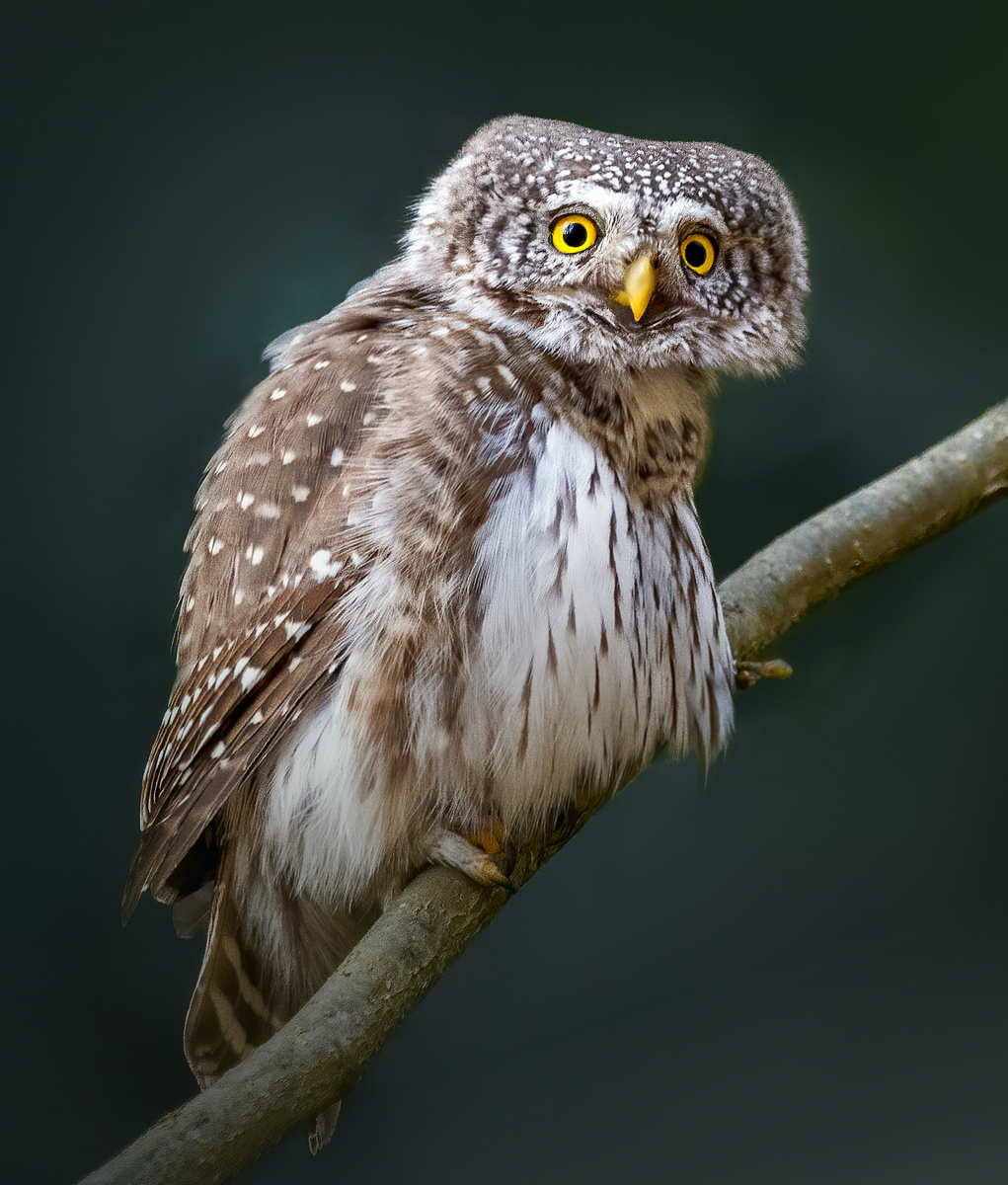 Плюшевый сычик