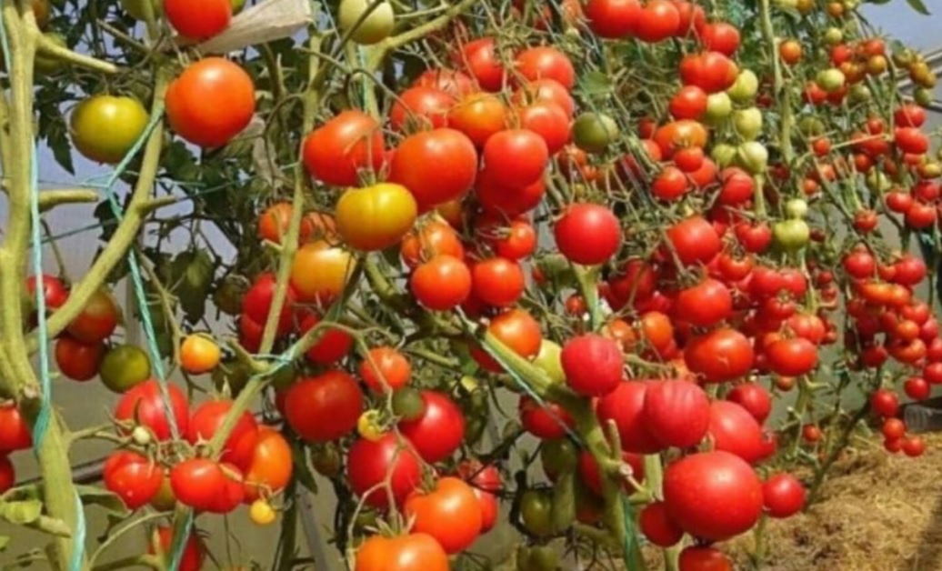 Томат Запуняка —  сорт, который я "попробовал" в 2024 году. Яндекс фото.