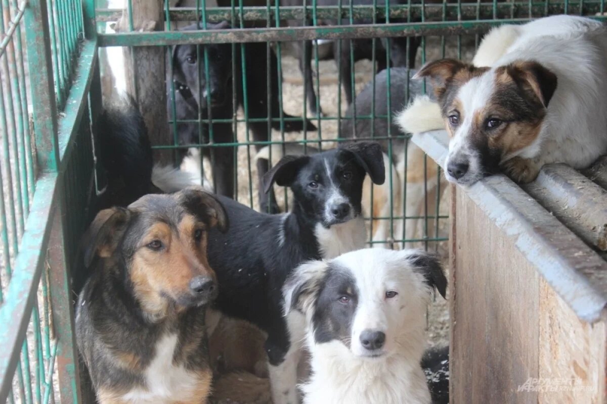    В ГД призвали создать приюты для безнадзорных животных в каждом регионе