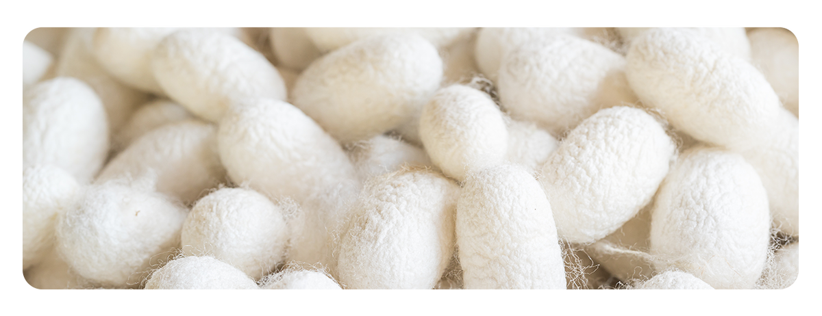 Коконы тутового шелкопряда Bombyx mori