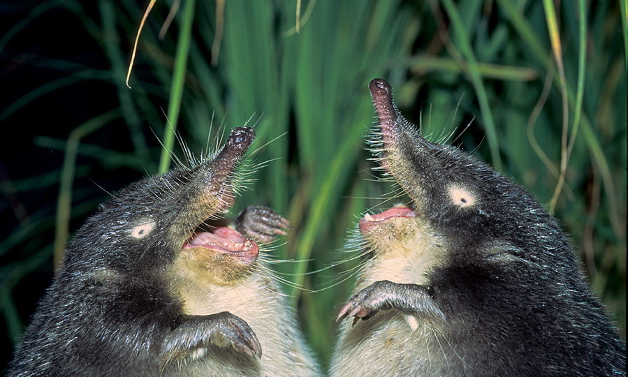 Места обитания русской выхухоли нуждаются в постоянной охране