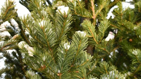    © Sputnik / Илья Наймушин