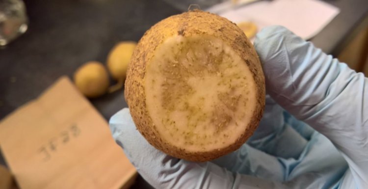    Что предстоит решить в болезни зебра чип для возможности сокращения пестицидов на картофеле