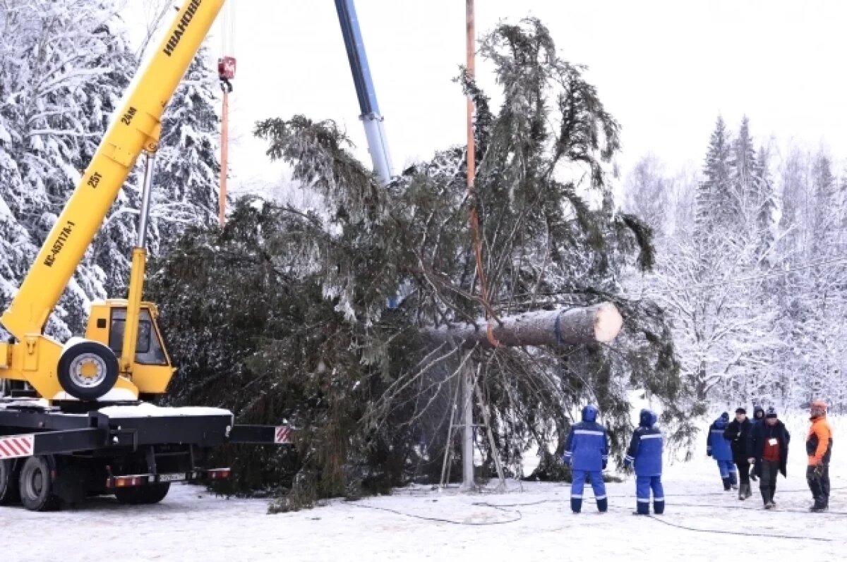    В Ленобласти спилили главную новогоднюю ёлку Петербурга