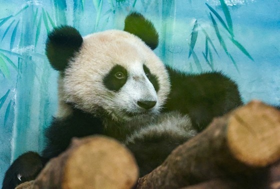    Панда Катюша