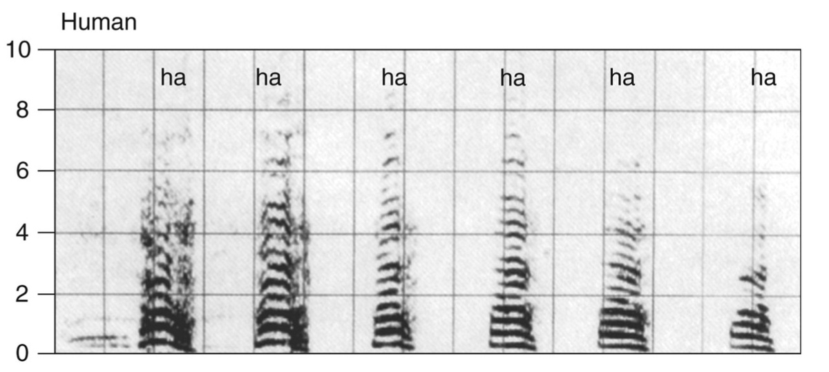   Ха-ха-ха, хохочет человек на частотном спектре. Гармоническая структура человеческого смеха показана чередованием частотных полос с регулярным интервалом. Provine et al. / Journal of Comparative Neurology, 2016