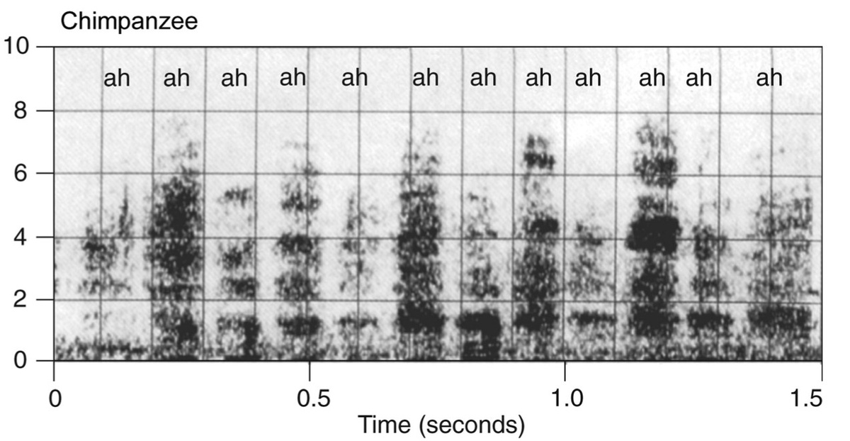   Ах-ах-ах, хохочет шимпанзе на вдохе. Гармоническая структура частотного спектра, по сравнению с человеческой, смазана, и тем не менее это смех. Provine et al. / Journal of Comparative Neurology, 2016