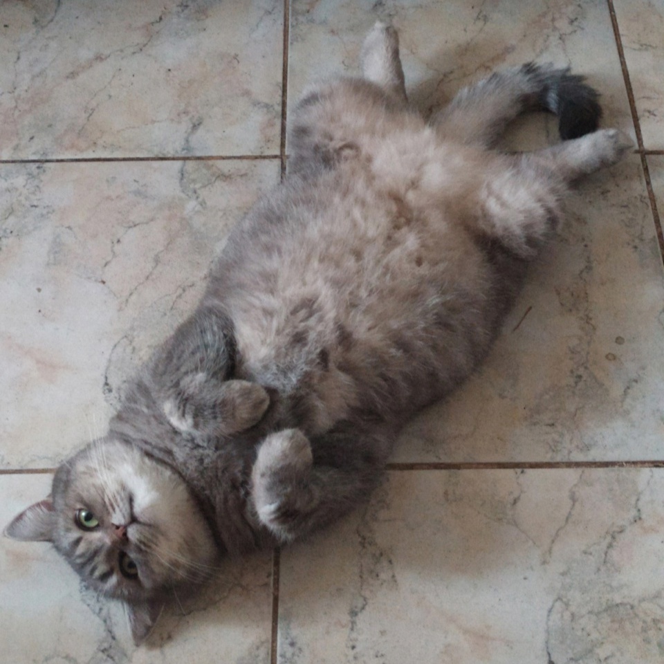 Елена, новая хозяйка, Муси любовью и заботой исправила положение. Теперь Муся —примерная кошка)