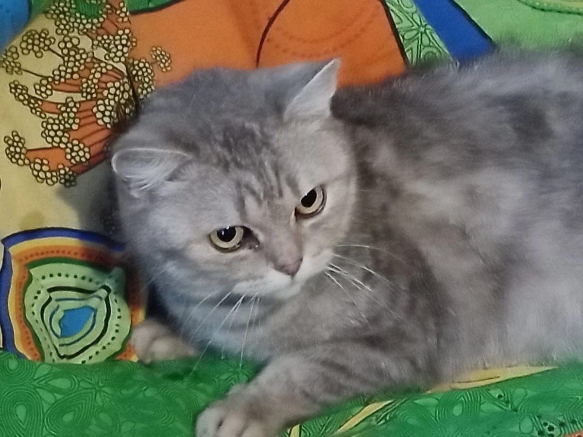 Кошку Мусю хозяин вытряхнул из пакета как мусор во дворе женщины, у которой очень много питомцев. От стресса Муся забыла про лоток. К тому же у кошки был отит, на который хозяева не обратили ни какого внимания.