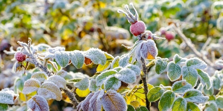    Алена Бобрович