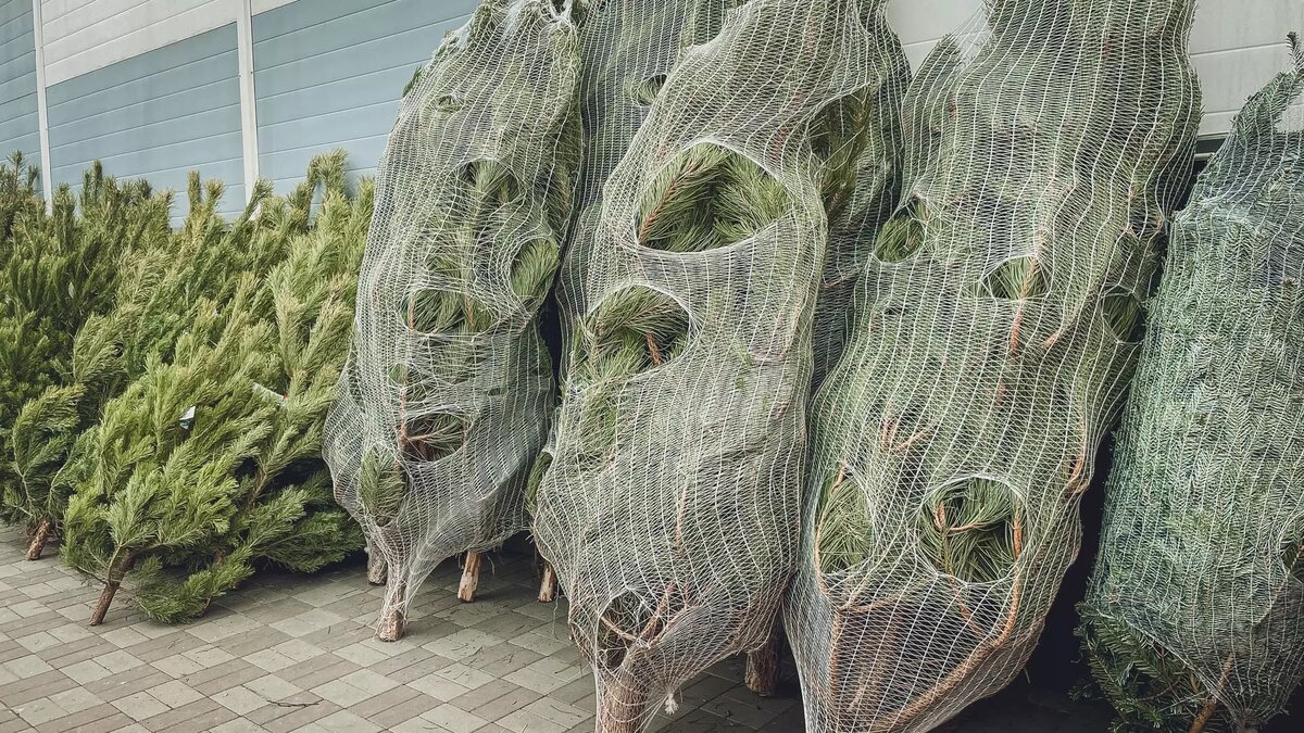     Источник: novostivolgograda.ru