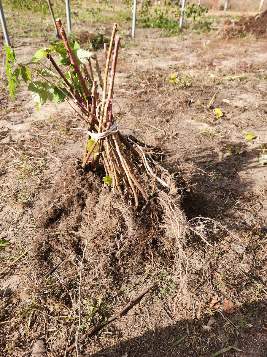 Готовлю саженцы малины с ОКС для пересылки