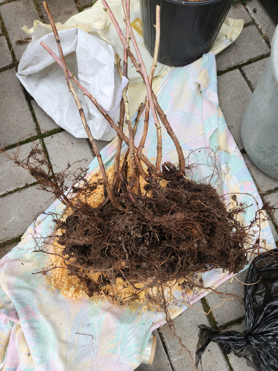 Упаковка корневой системы саженца в торфяно-опилковую смесь