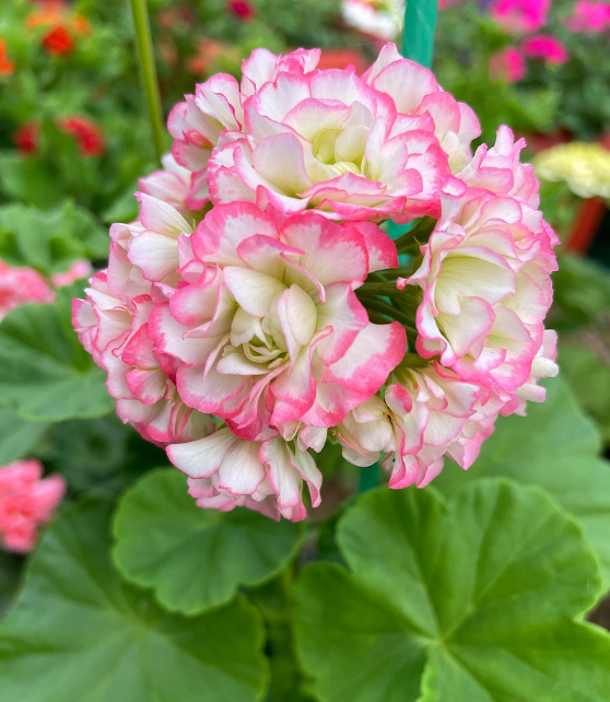 пеларгония, выращивание из семян