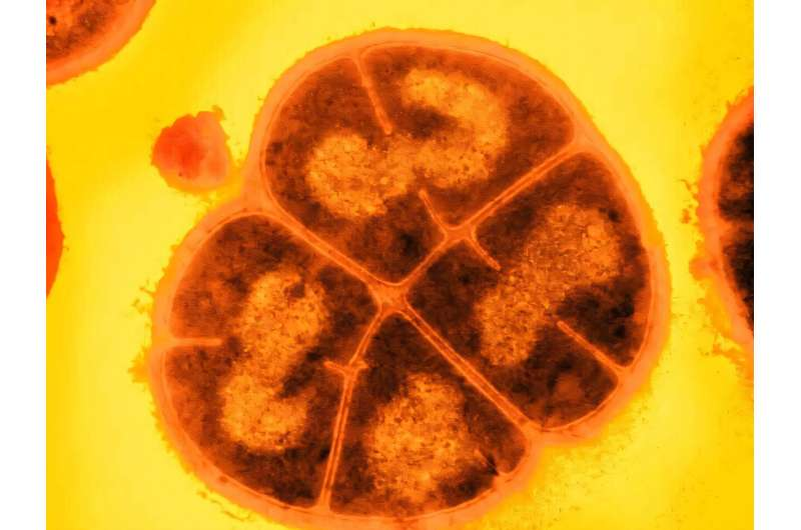 Deinococcus radiodurans может выдерживать дозы радиации, в тысячи раз превышающие те, что убивают человека. Фото: USU/Michael Daly