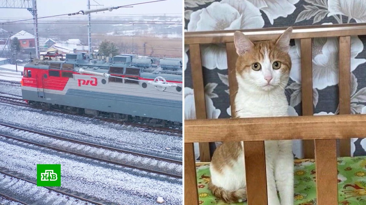    Высадившую кота Твикса проводницу временно отстранили от работы