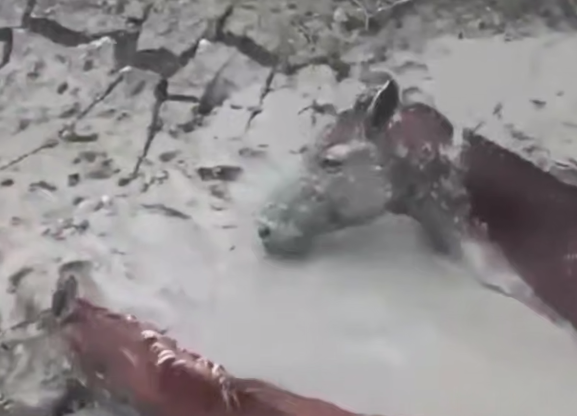 Кадр: соцсети