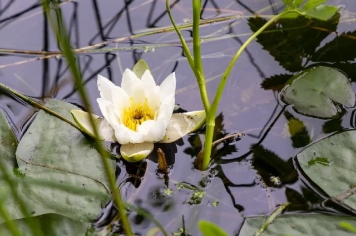    В Екатеринбурге озеро Малая Здохня сделают местом отдыха