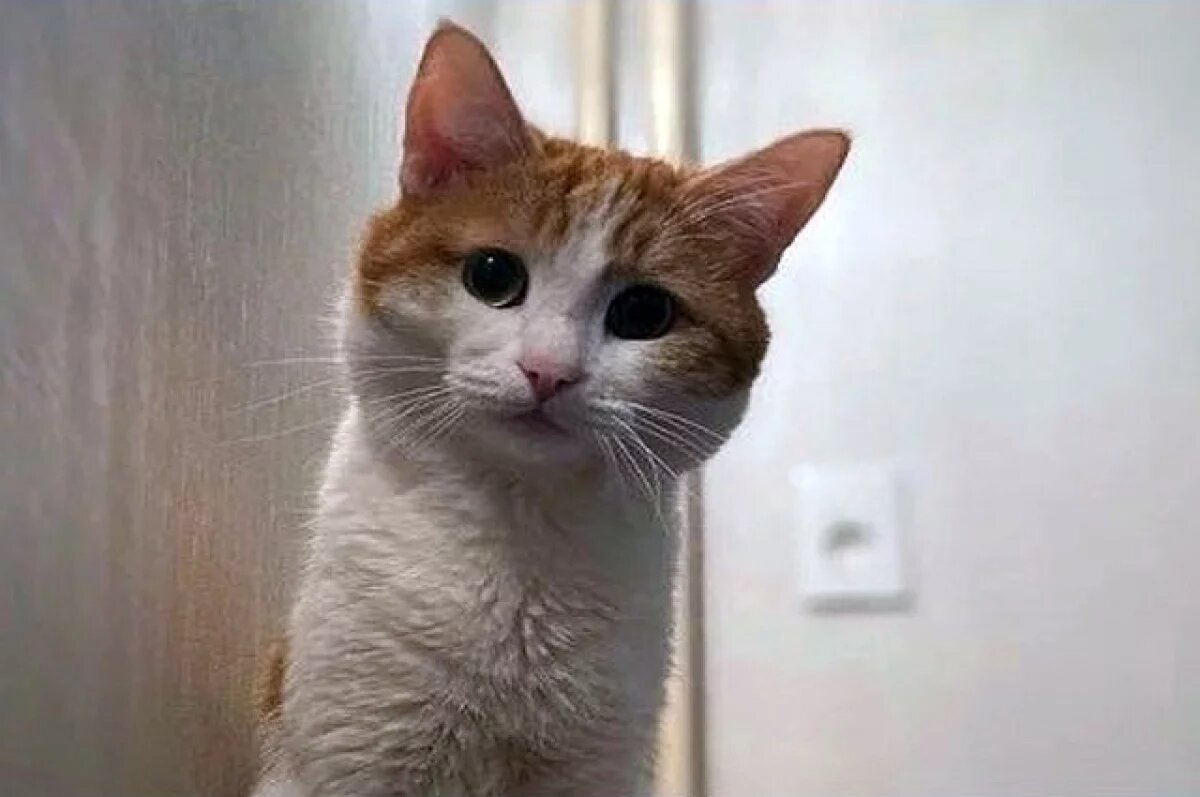    Уголовное дело о смерти кота Твикса из Уфы прекращено