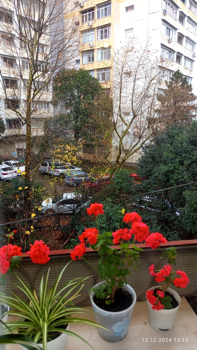 Радуют меня цветочки мои ))