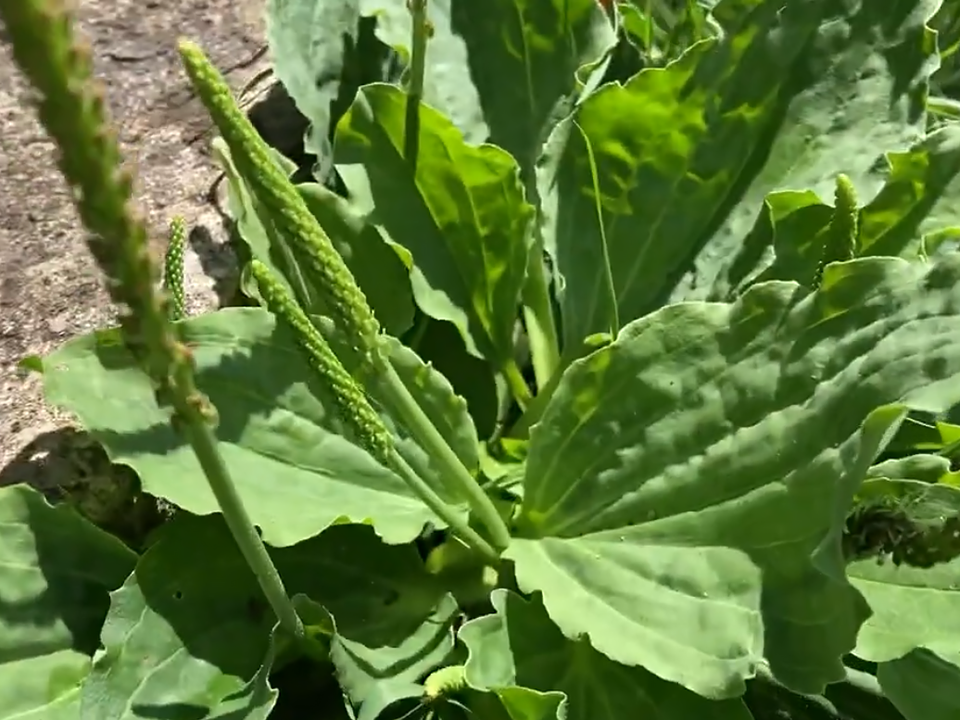     Фото: youtube.com/Awaken Nature Healing