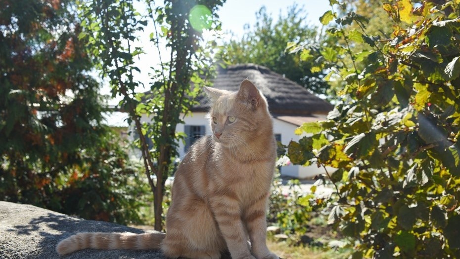    Автор фото: Иван Губский/ТАСС
