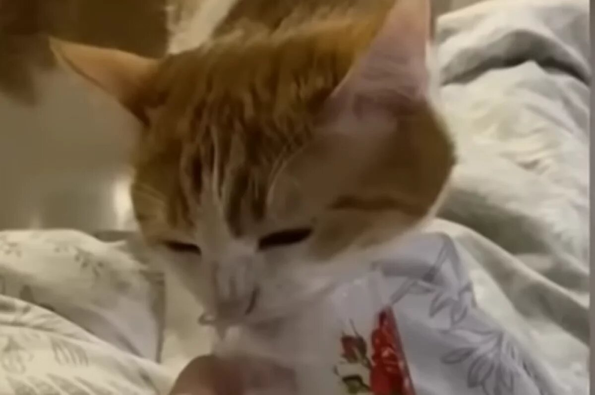    Адвокат Идамжапов: кота Твикса на мороз высадил пассажир, а не проводница