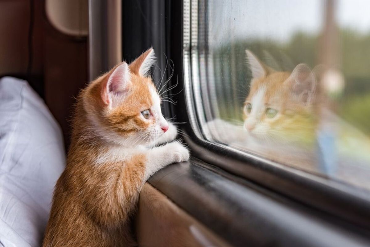 Котик в поезде 