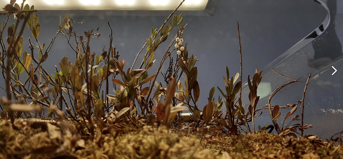 Профессор ккирпотин сказал, что считает цветение кассандры на выставке чудом и добрым знаком