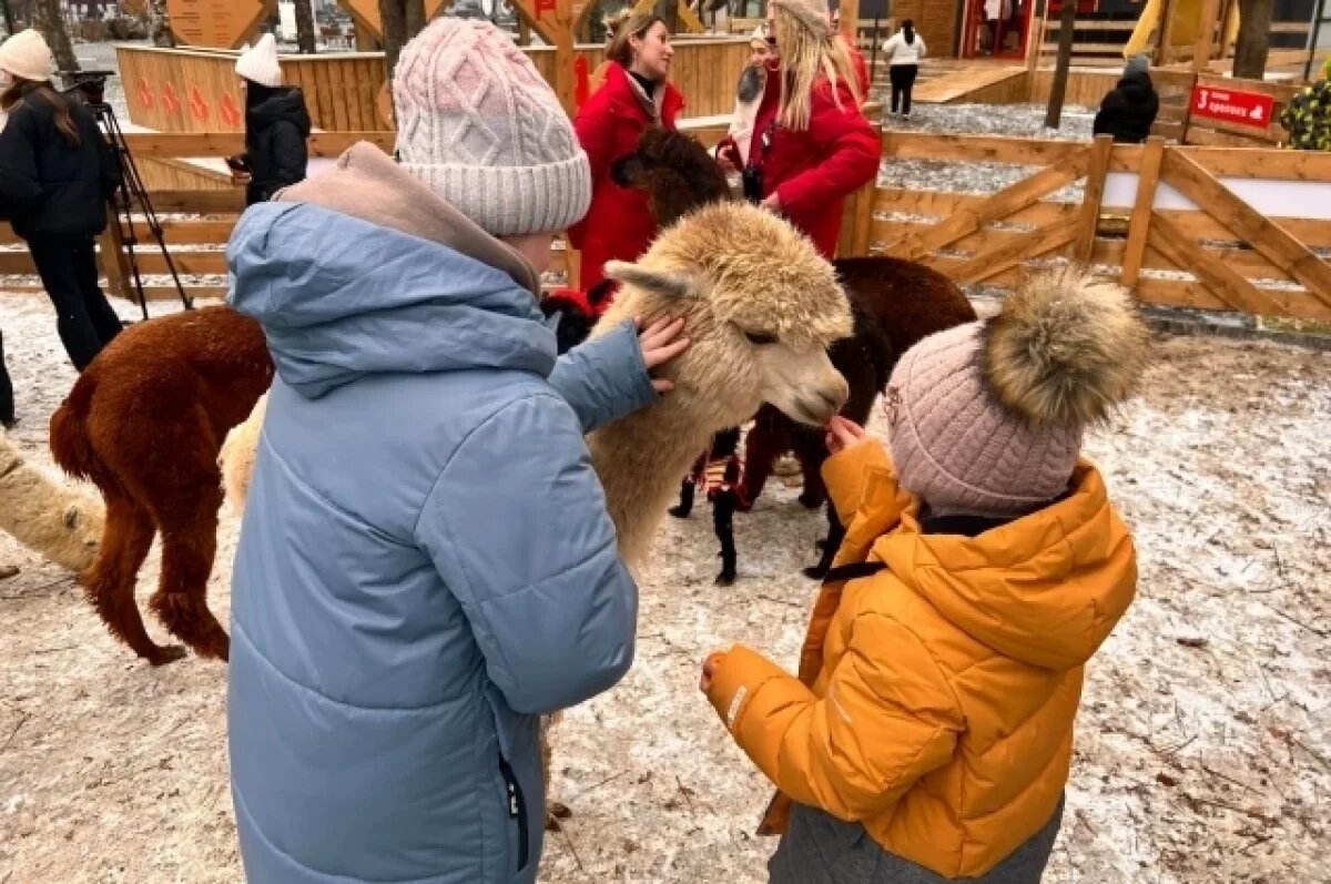    В Ростове для детей с ОВЗ провели «альпакотерапию» в парке Островского