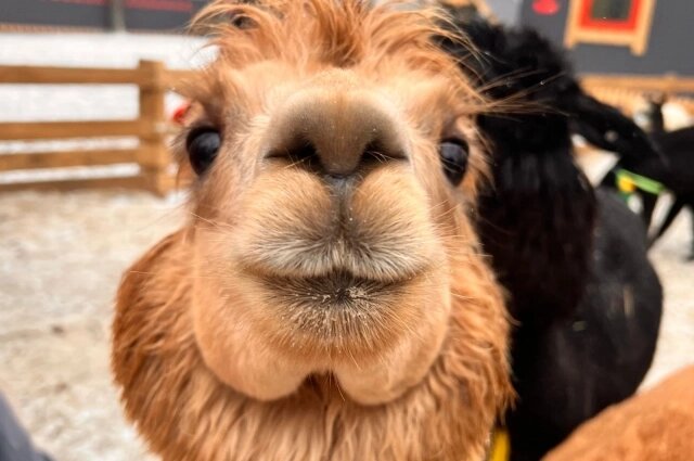    Всего в парке будут жить 19 альпак. Фото: АиФ-Ростов/ Наина Тищенко