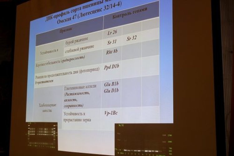    Новые сорта зерновых Омского АНЦ переданы на Госсортоиспытание