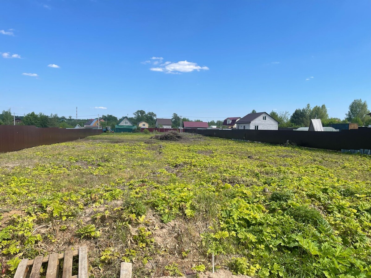 Борщевик на участке.