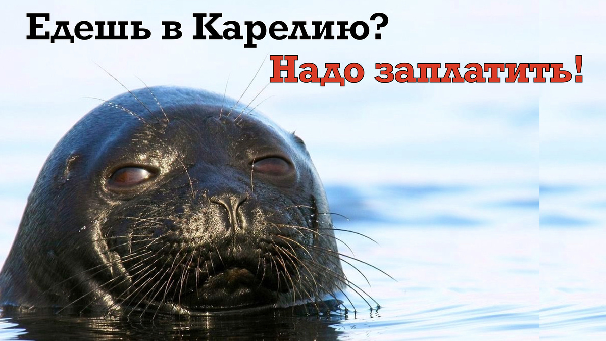 Ладожская нерпа