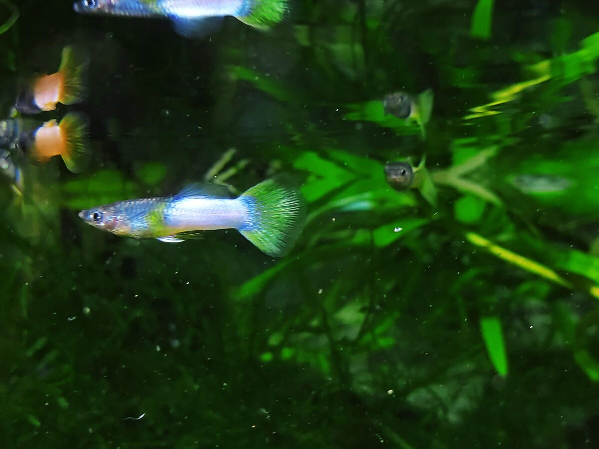 фото не моё)))