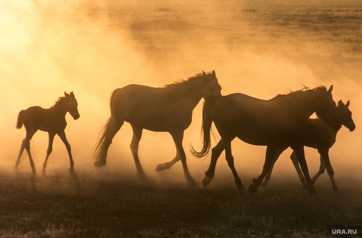 Лошади попали в глиняную яму и не могут из нее выбраться (архивное фото). Фото: Илья Московец © URA.RU