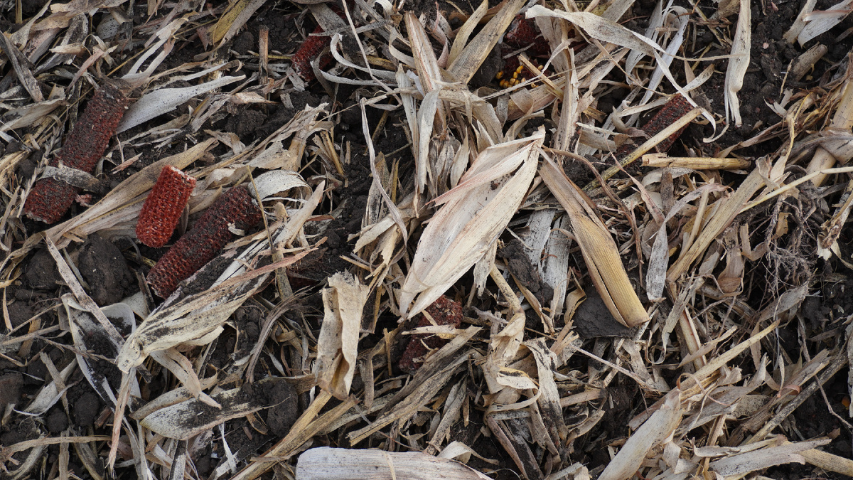 Все опытные поля характеризовались высоким количествомпожнивных остатков