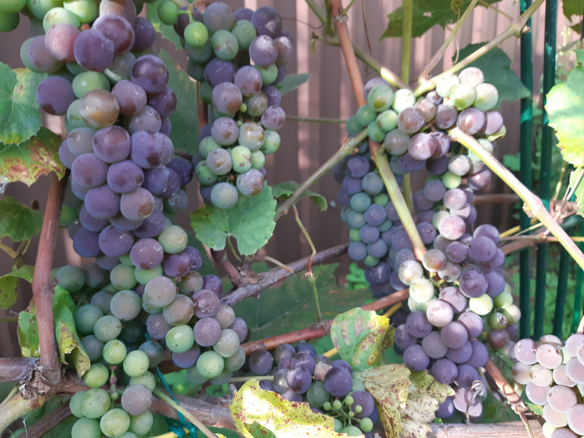 Сорт Альфа август