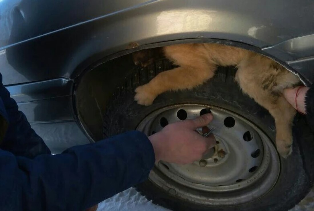 Сама собака от попыток выбраться лишь обессилила 