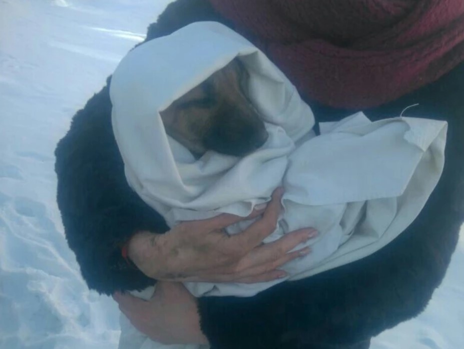 Малыша увезли в приют