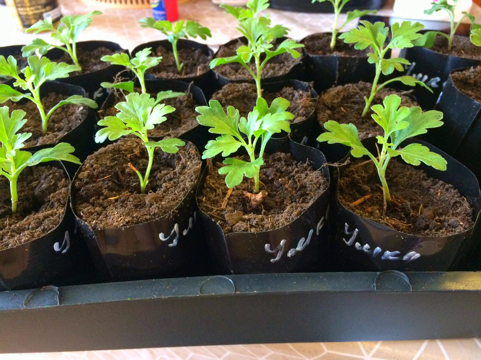 Черенки мультифлоры.  фото автора