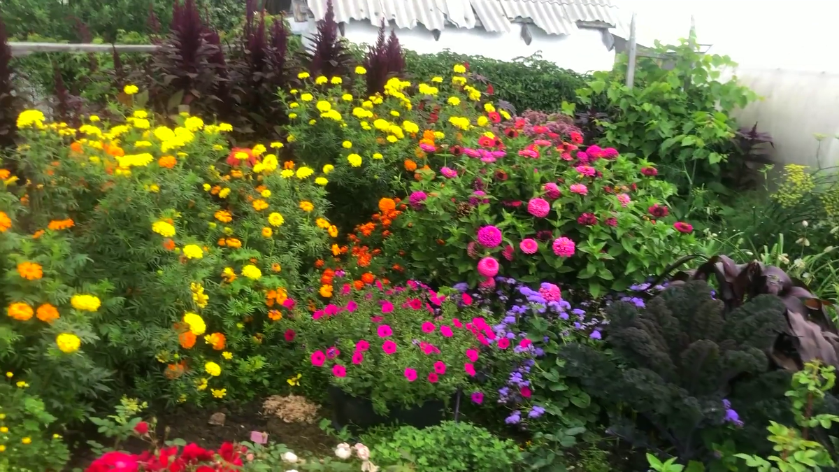 Высокие бврхатцы и гигантскиецинниии, а межу ними  где-то мультифлора.