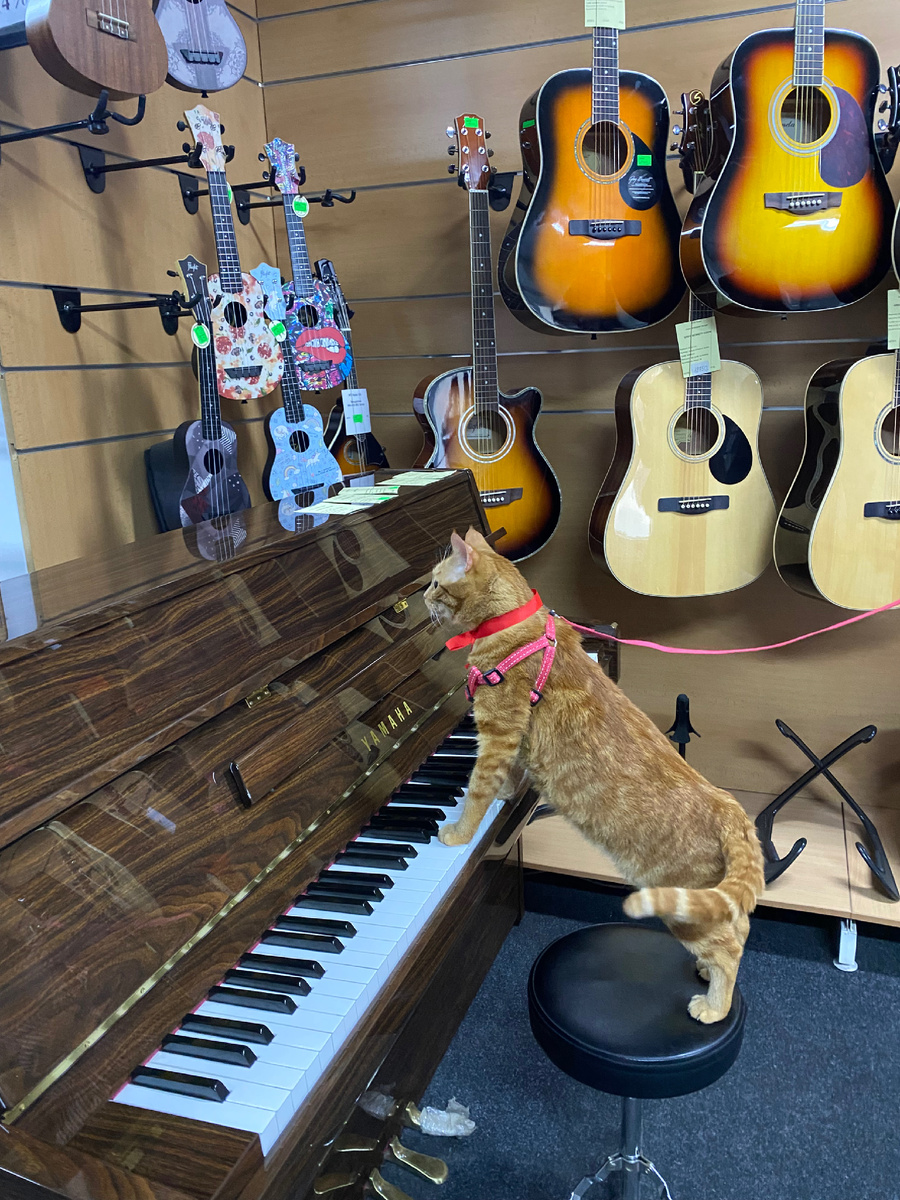 Симфония Вежика 